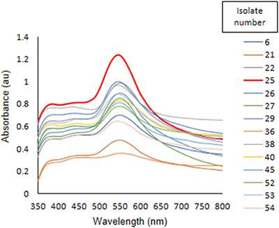 Green Synthesis of AuNPs by Acinetobacter sp. GWRVA25: Optimization, Characterization, and Its Antioxidant Activity